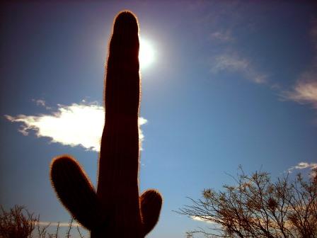 Cactus - Saguaro Park